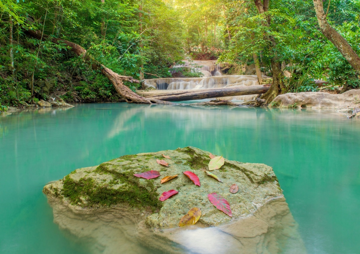 

Tapeta flizelinowa Głęboki las 208x146