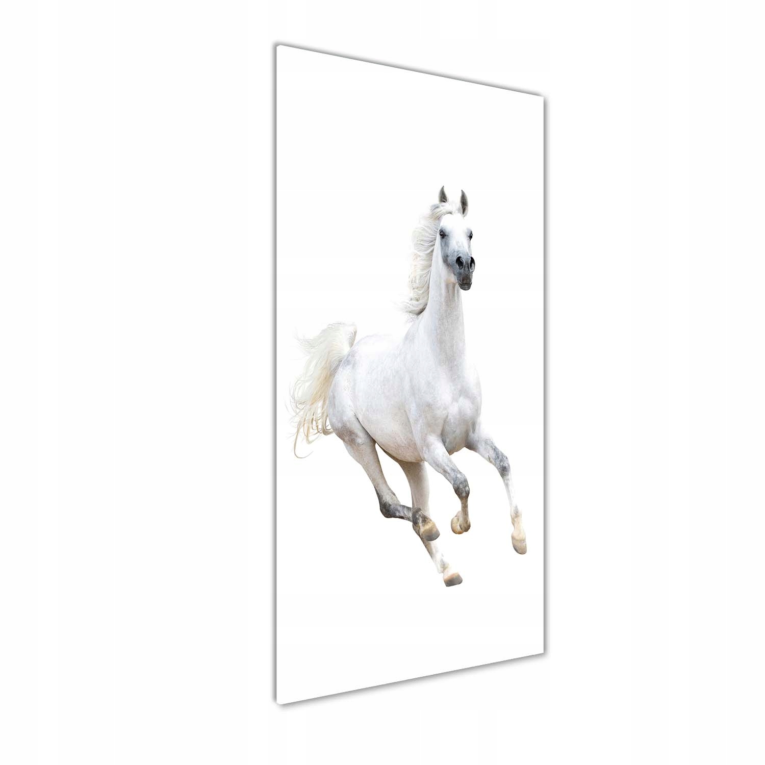 

Foto obraz na szkle Biały koń w galopie 50x125 cm
