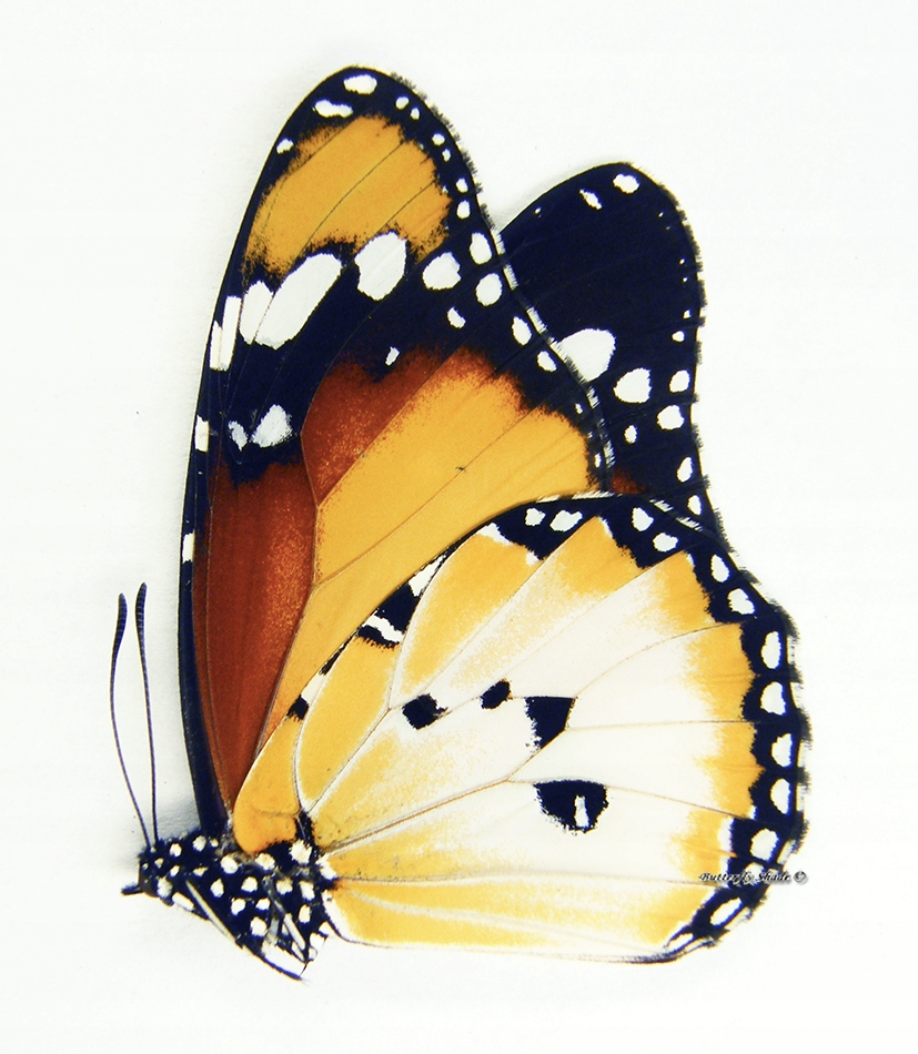 Бабочка непаренная-Danaus chrysippus alcippus, самец