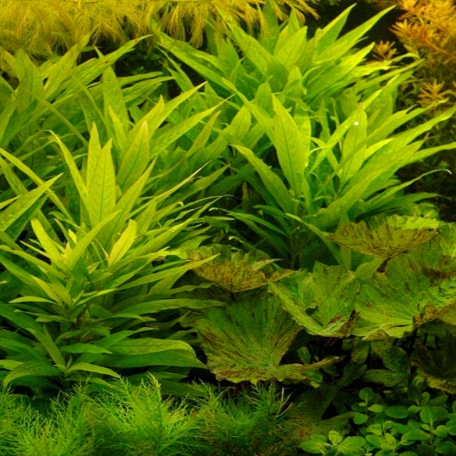 Hygrophila lacustris - RA koszyk XXL