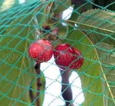 

Siatka ochronna przeciwko ptakom 5 x 4 m