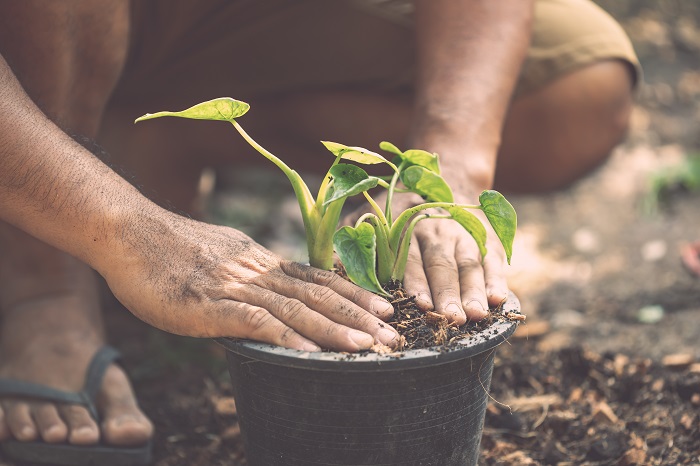 ZIEMIA DO WARZYW KWIATÓW ROŚLIN OGRODOWA XL NAWÓZ pH 5.5-6.5