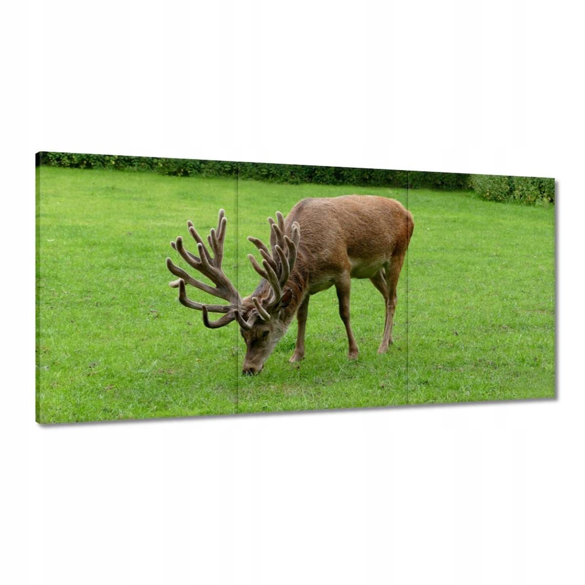Obrazy 180x90 Jeleň Rogač