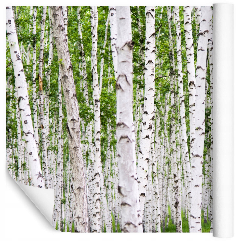Fototapeta do jídelny břízy příroda les 240x360