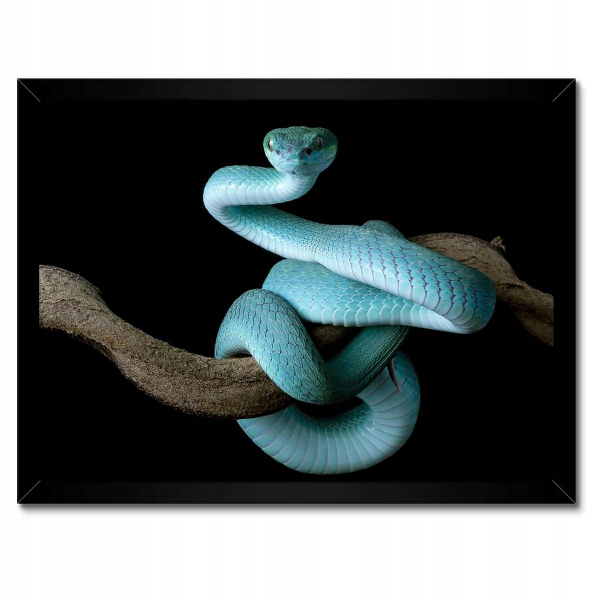Plakáty v rámu 40x30 Modrý viper snake