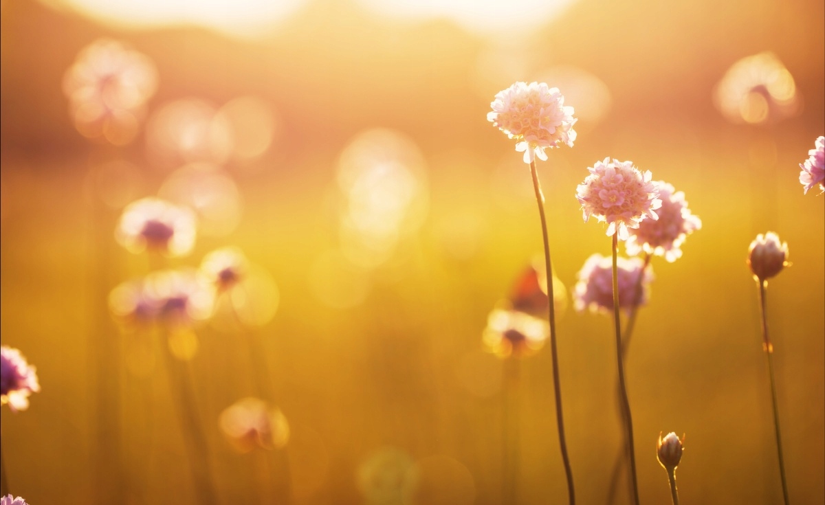 

Tapeta flizelinowa Różowe kwiaty 416x254