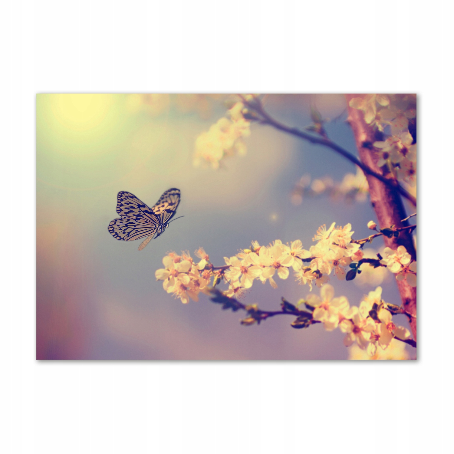 

Foto obraz szklany Kwiat wiśni i motyl 100x70