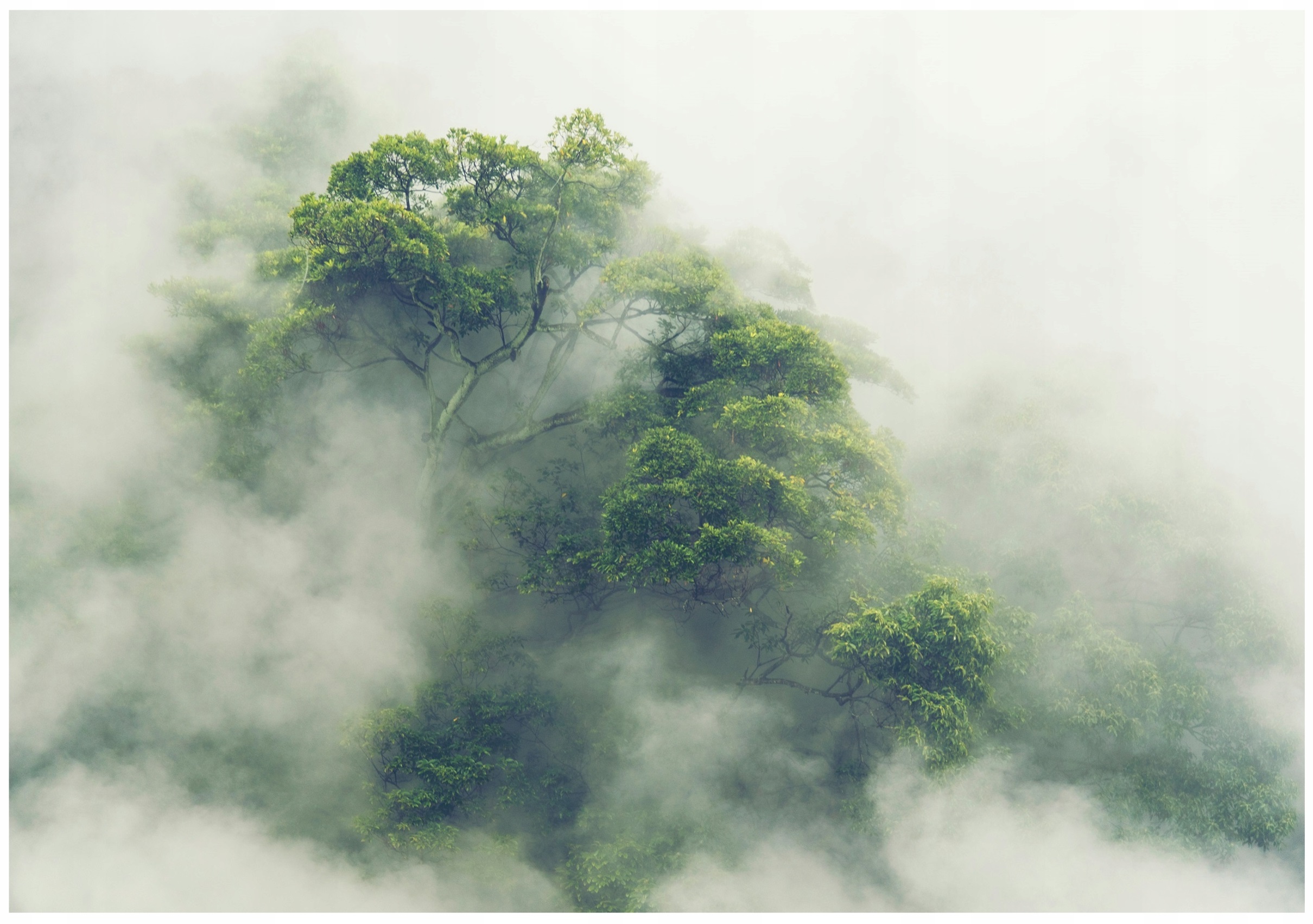 Fototapeta Hmlistý Dažďový Les Na Flizeline Stena Spálňa 400x280