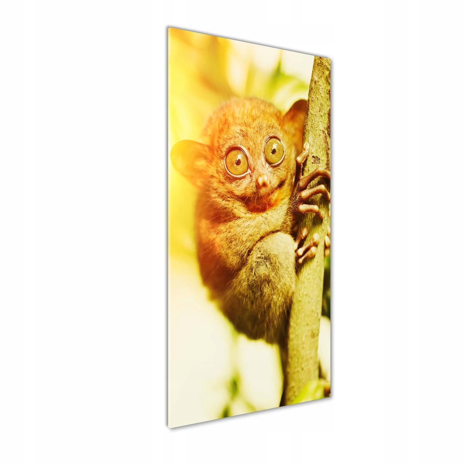 

Foto obraz szkło hartowane Wyrak upiorny 50x125 cm