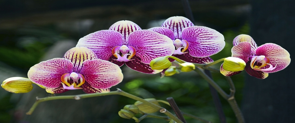 

Fototapeta Flizelinowa Orchidea Fioletowy 250x104