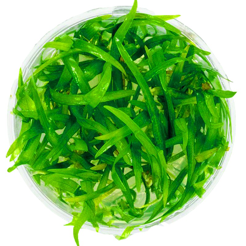 SAGITTARIA SUBULATA ROŚLINA SADZONKI INVITRO KUBEK TRAWNIK DO AKWARIUM