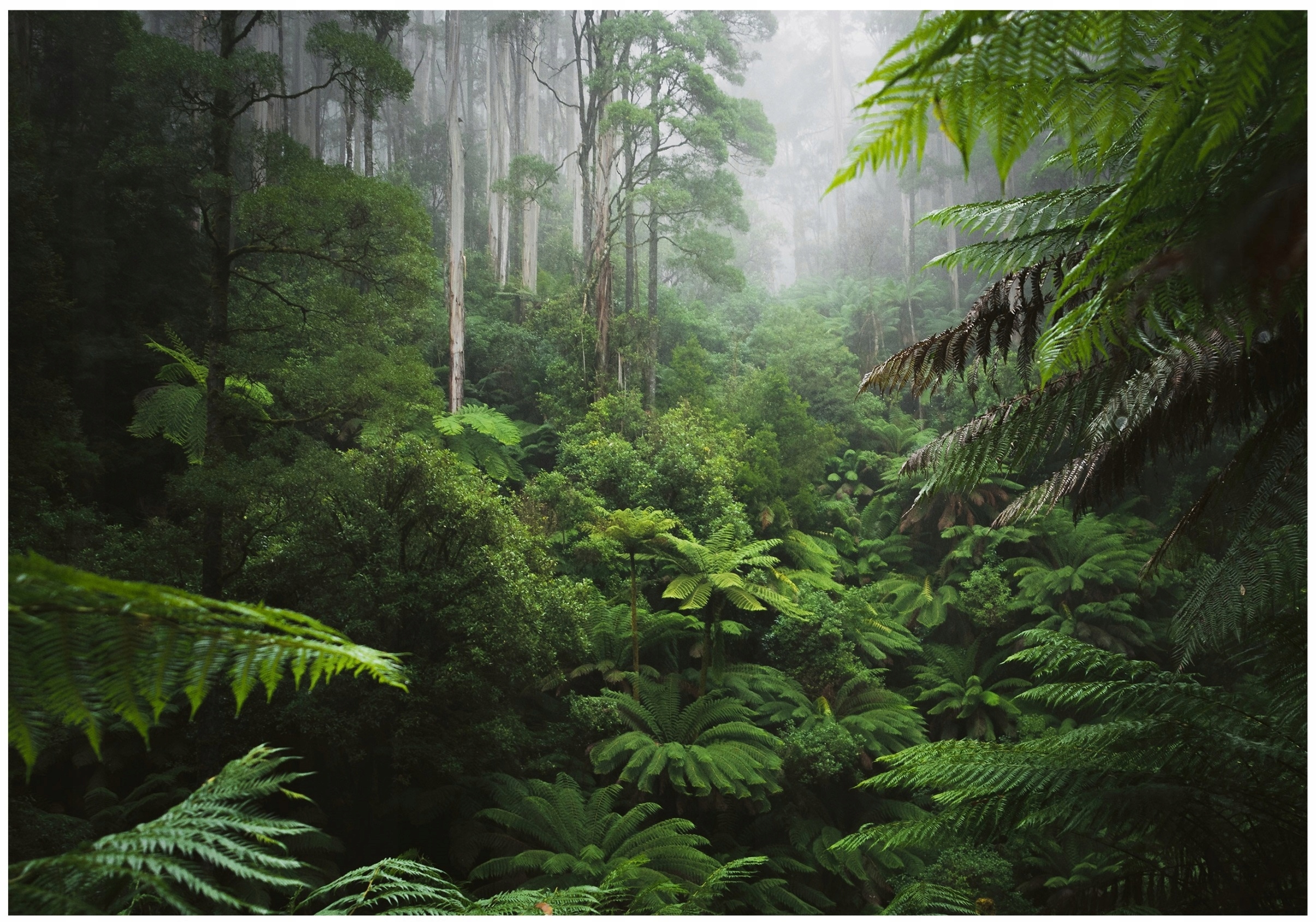Fototapeta Tropický Les Džungľa Listy Do Obývačky Spálne Tapeta 350x250