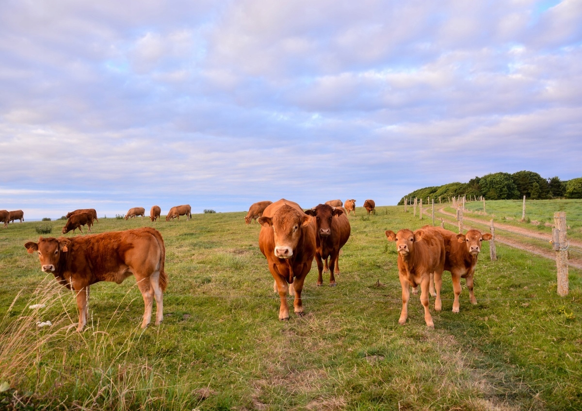 

Fototapeta Flizelinowa Krowy 312x219