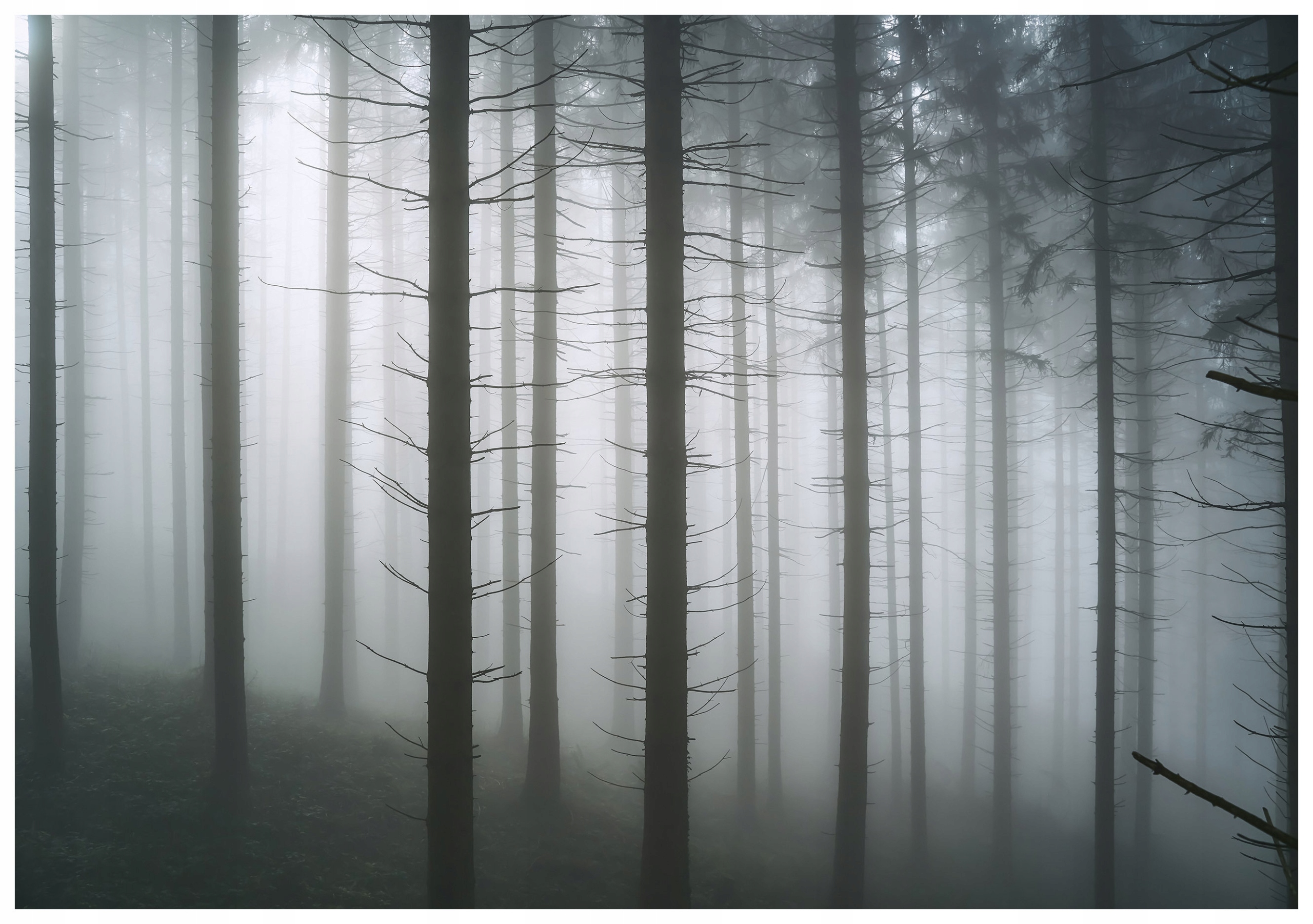 Fototapeta Les v mlze Tajemná perspektiva příroda 520x318 lepidlo