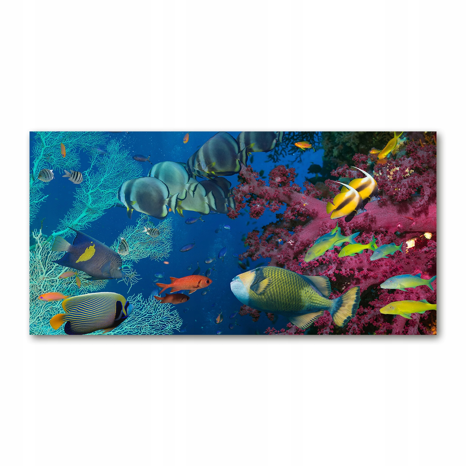 

Foto obraz akryl zdjęcie Rafa koralowa 120X60 cm