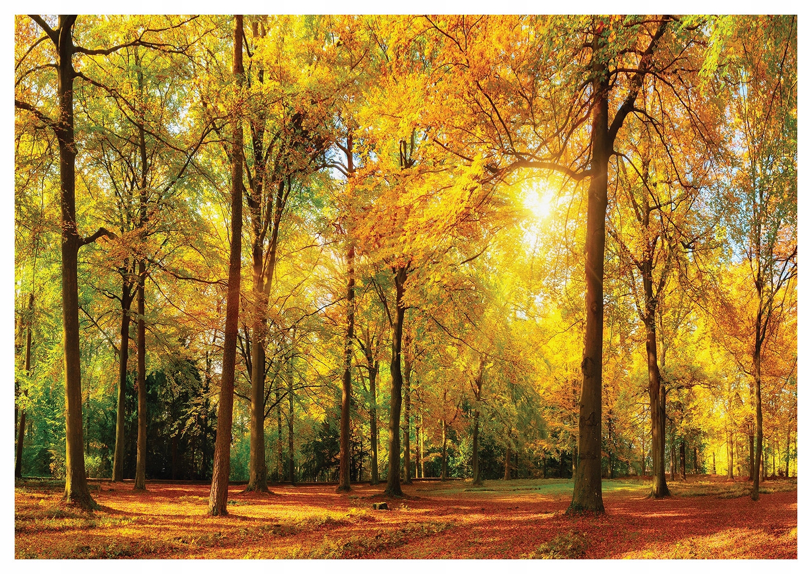 Fototapeta Podzimní les Zlaté stromy vinylová 368x280 lepidlo