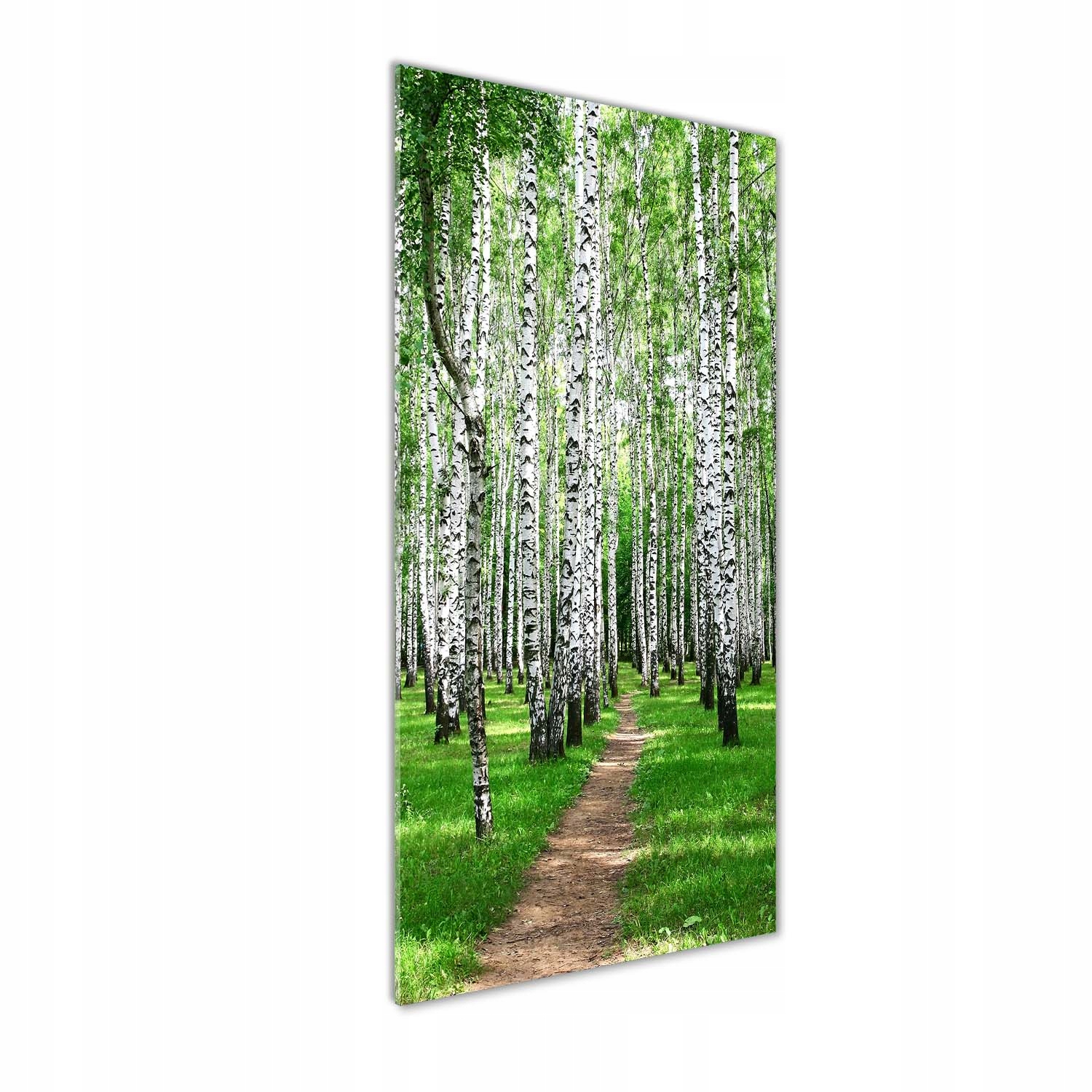 

Nowoczesny fotoobraz akrylowy Las brzozowy 50x125