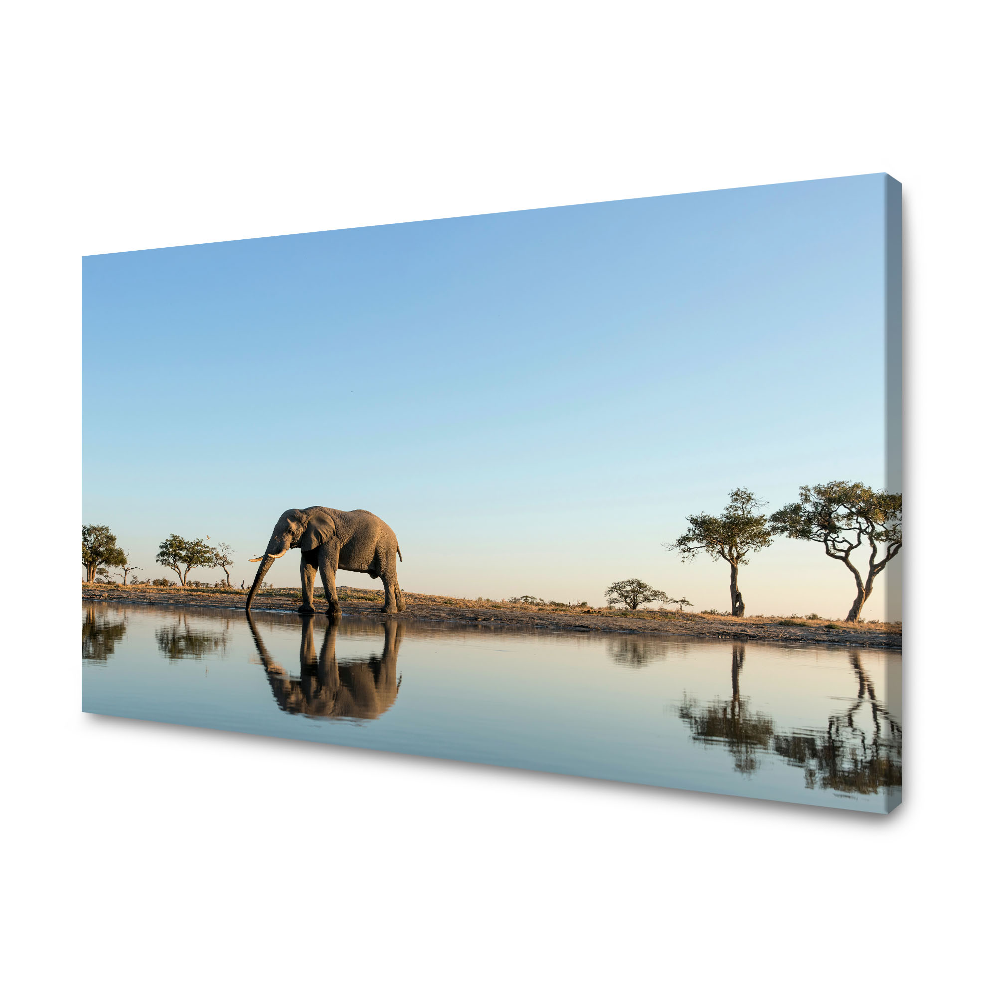 Obraz na plátně Slon pijící vodu v přírodním prostředí 120 x 70 cm
