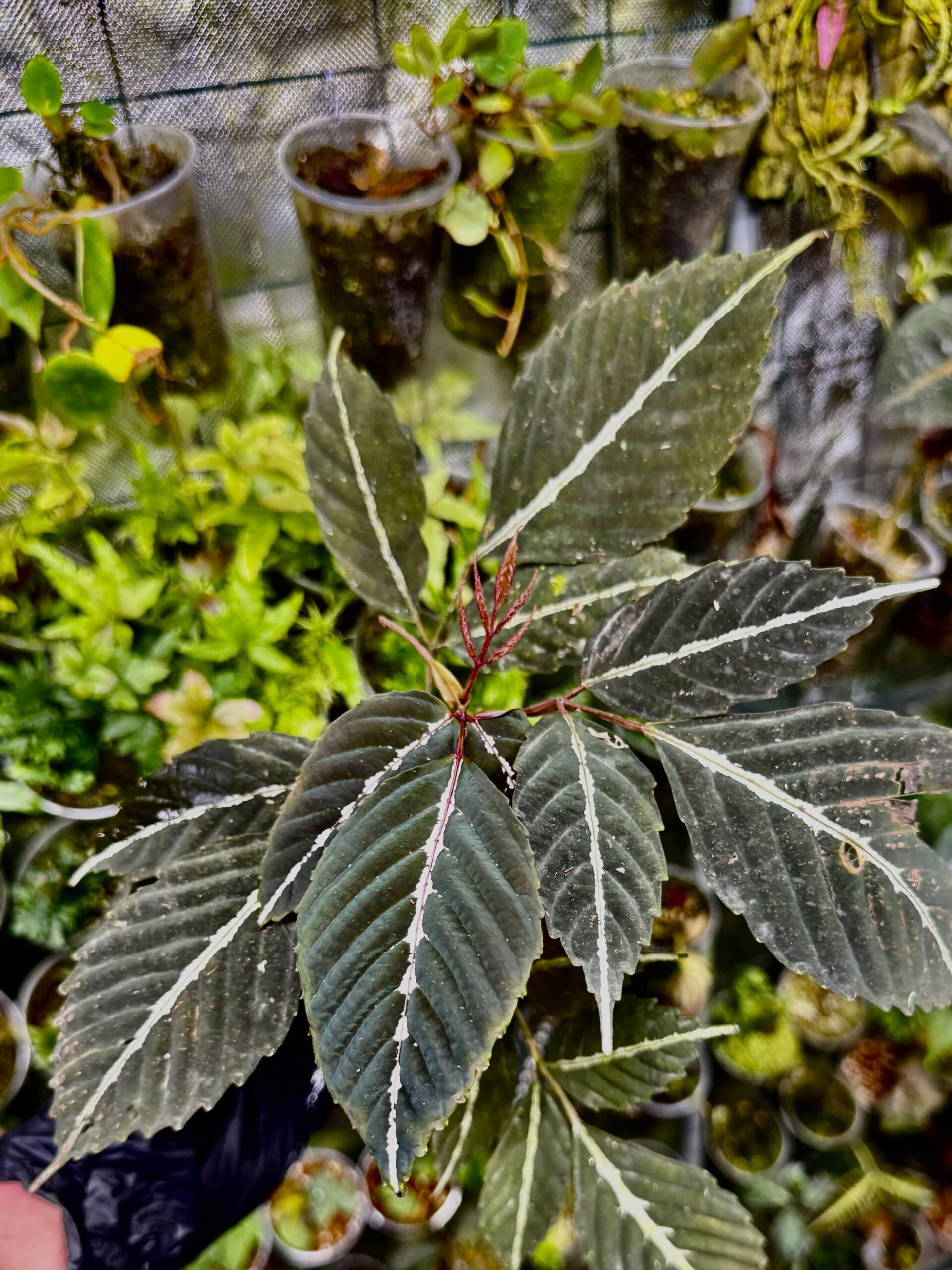 Leea amabilis rostlina paludárium exotické tmavé listy