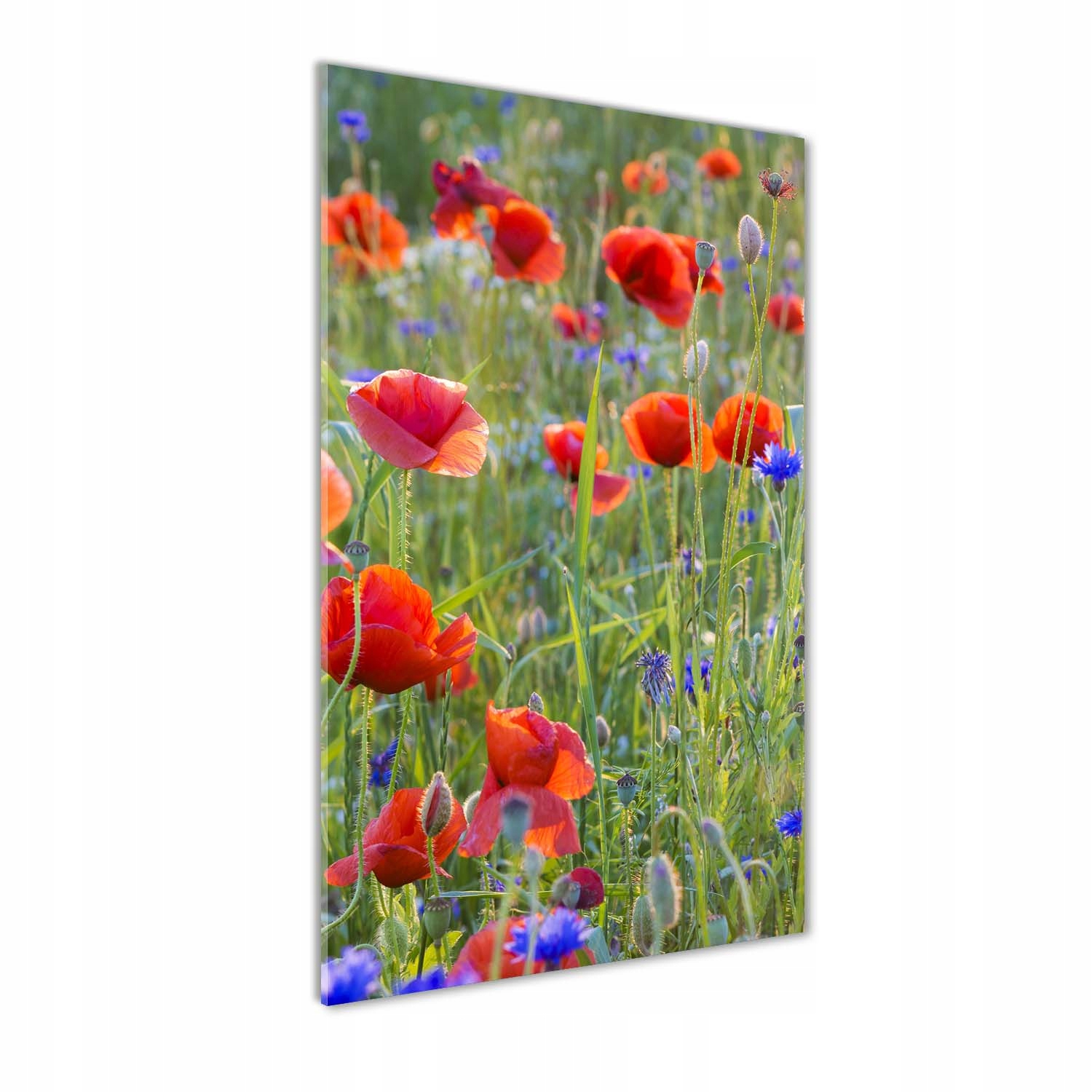 

Foto obraz akrylowy na ścianę Polne maki 70x140cm