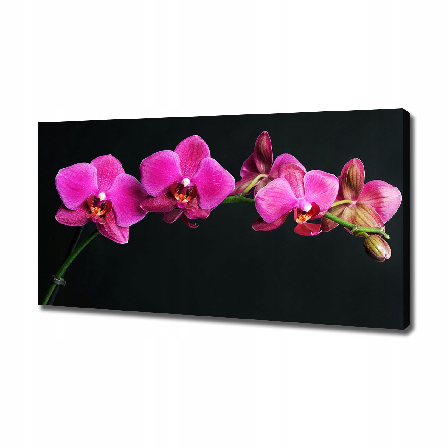 Fotoobraz canvas na zeď Orchidej 120 x 60 cm