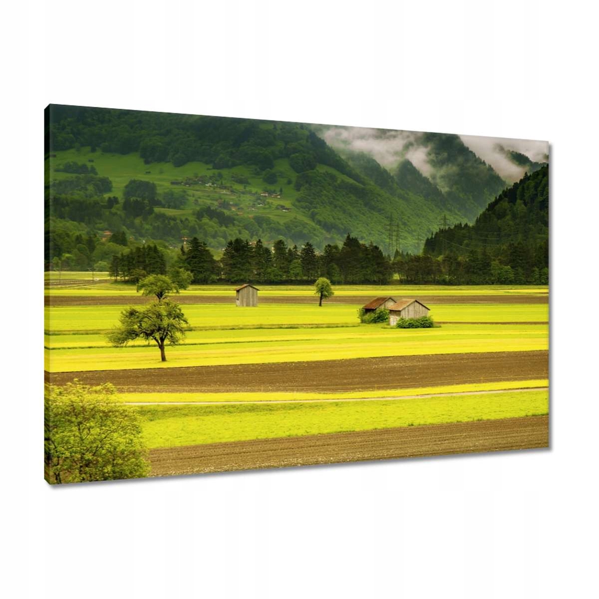 Obrazy 90x60 Zelené lány