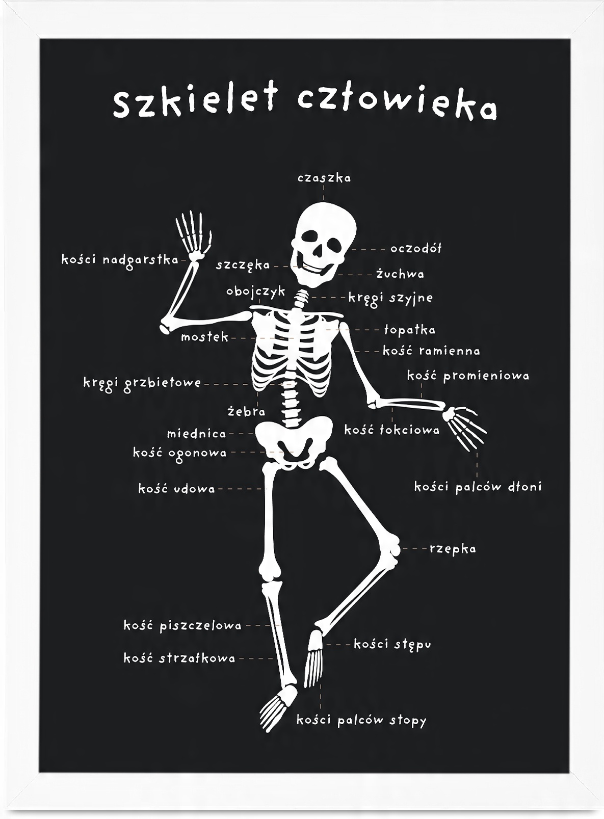 

Plakat Dla Dzieci Szkielet Człowieka 21x30 A4