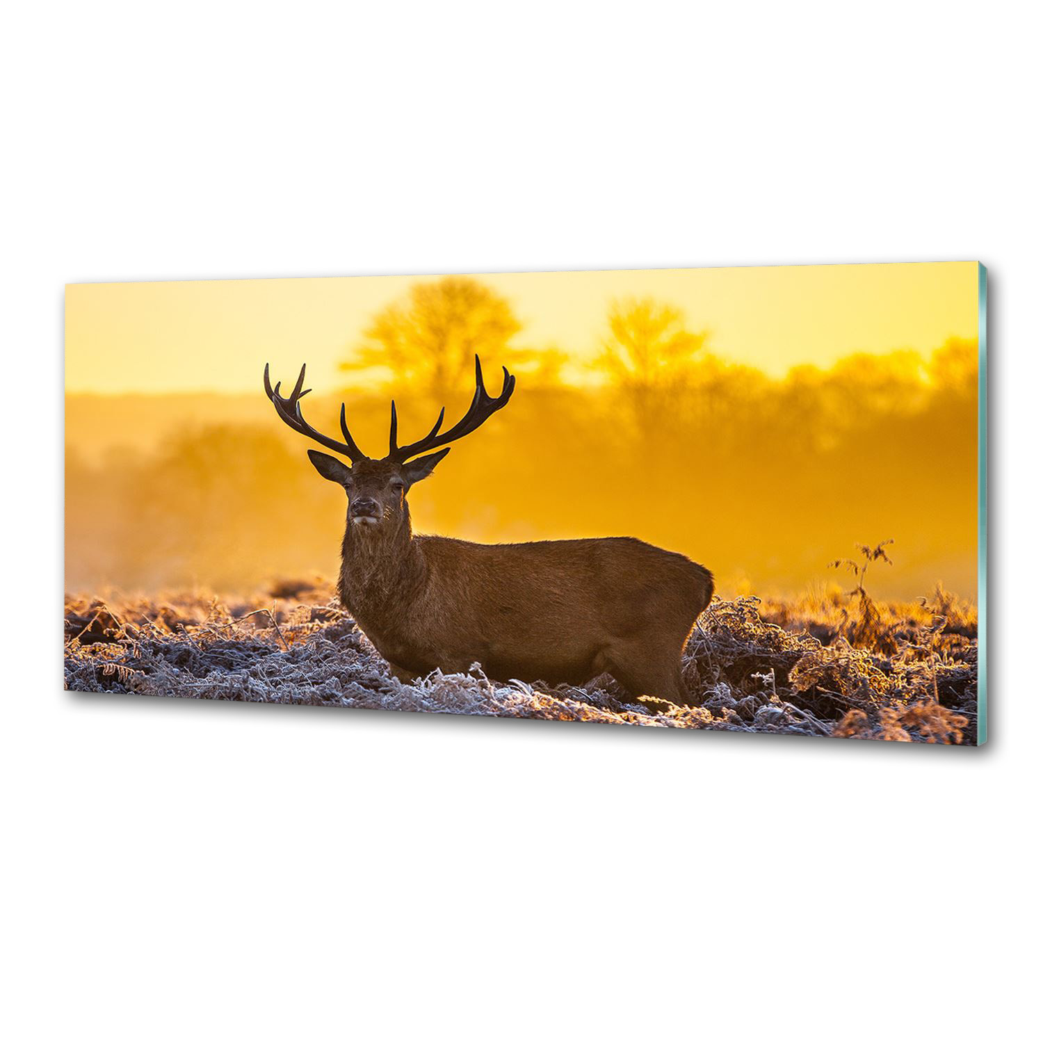Panel lacobel Jeleň východ slnka 125x50 cm Lepidlo