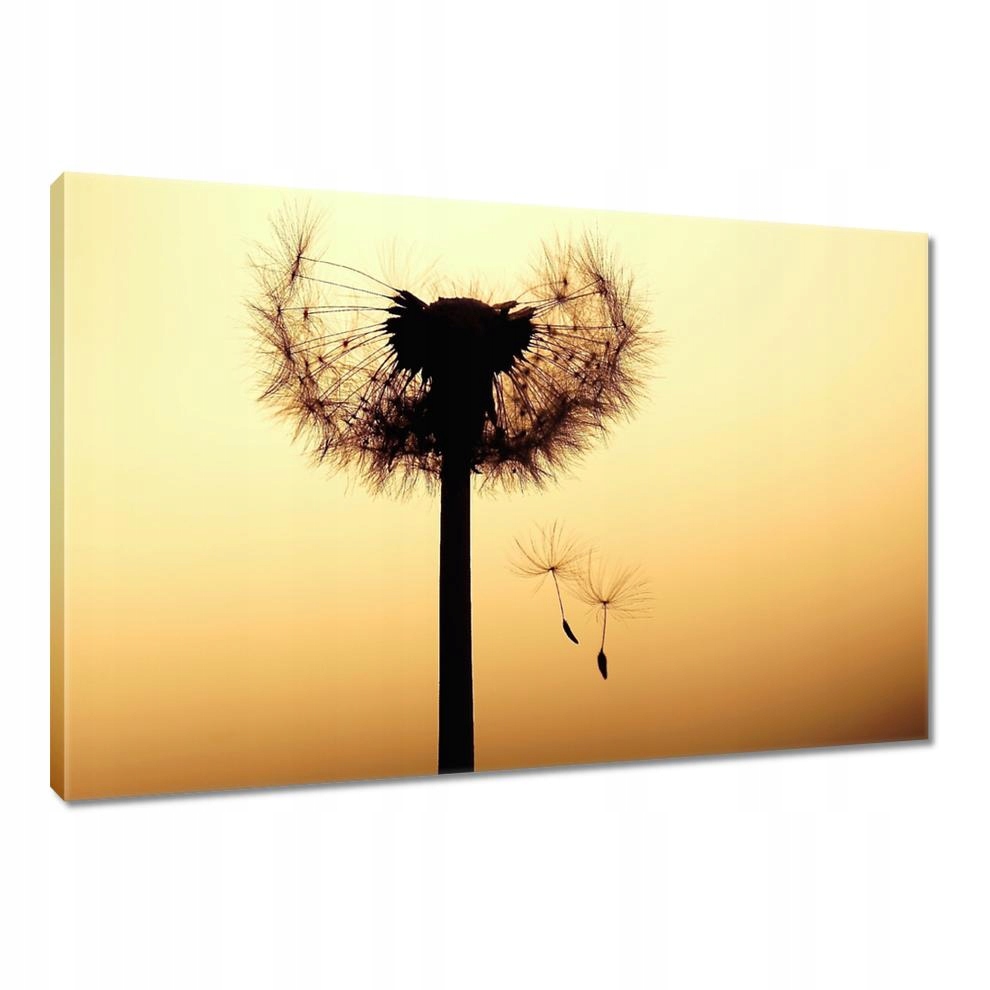 

Obrazy 90x60 Dmuchawiec Kwiat Kwiatki