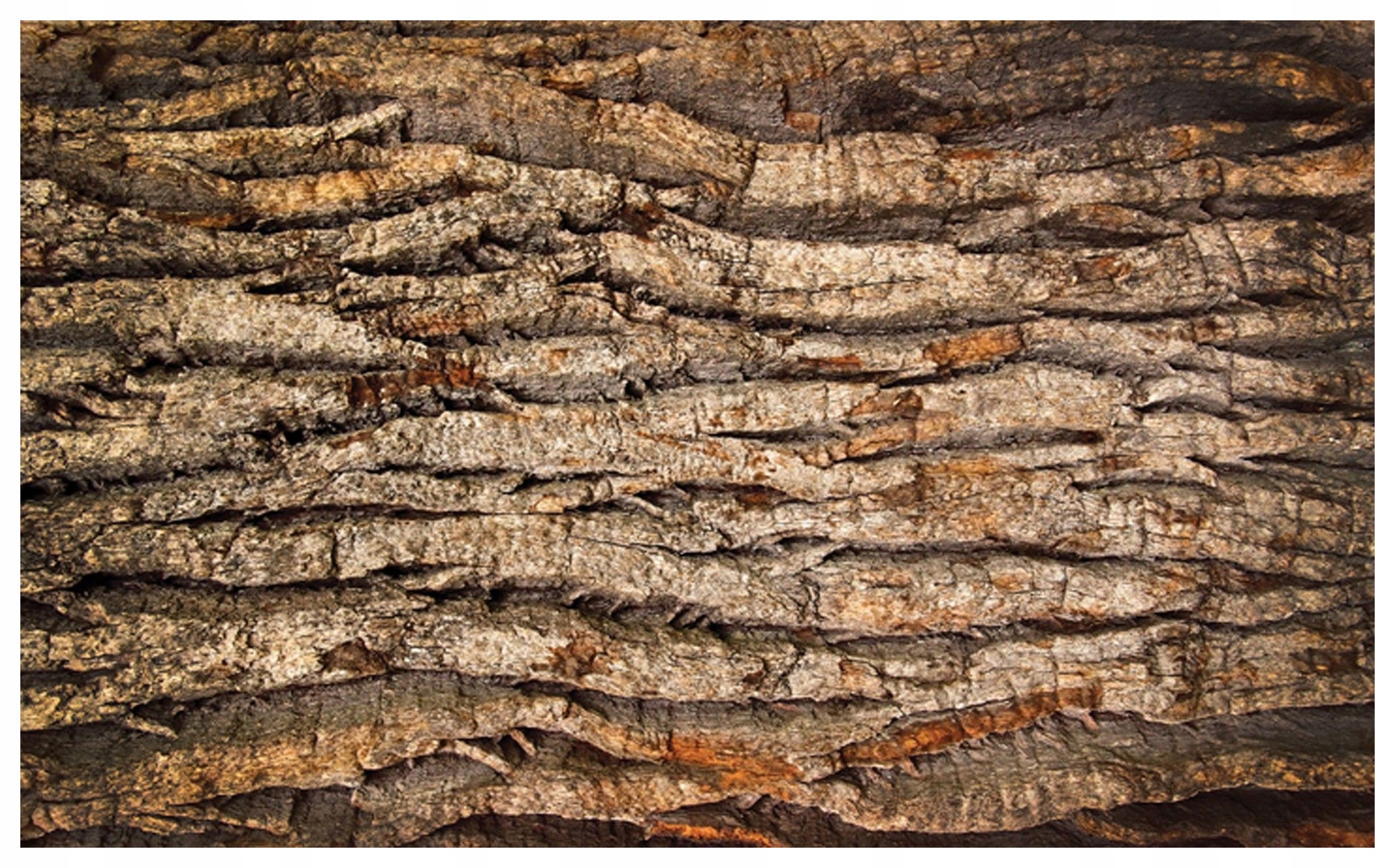 Vliesová fototapeta Kůra stromu Přírodní textura dřeva 200x140 lepidlo