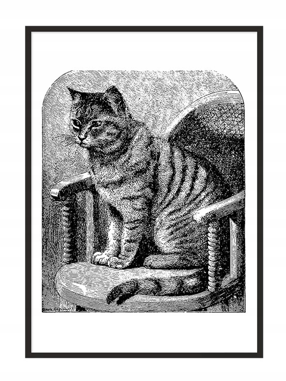 

Obraz Plakat W Ramie 53x73 cm Kot P802