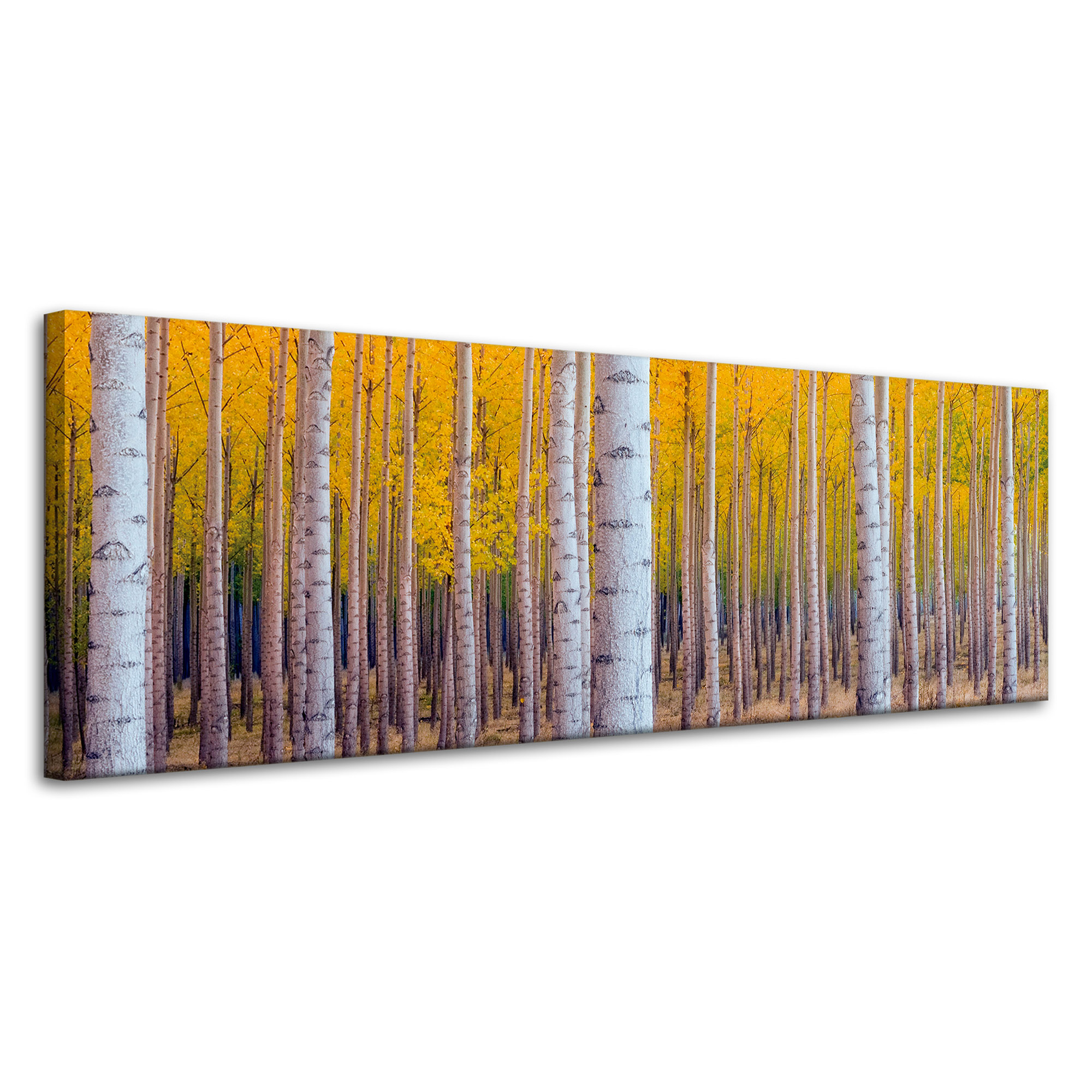 Obraz na plátně Břízy na podzim Žluté listy 120x40 cm Ideální jako dárek
