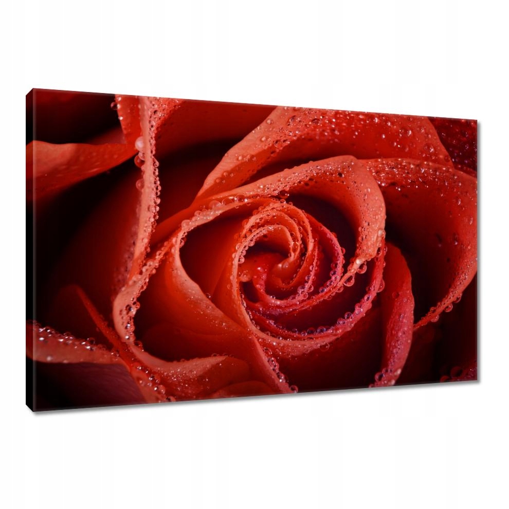 

Obrazy 90x60 Krople rosy na róży