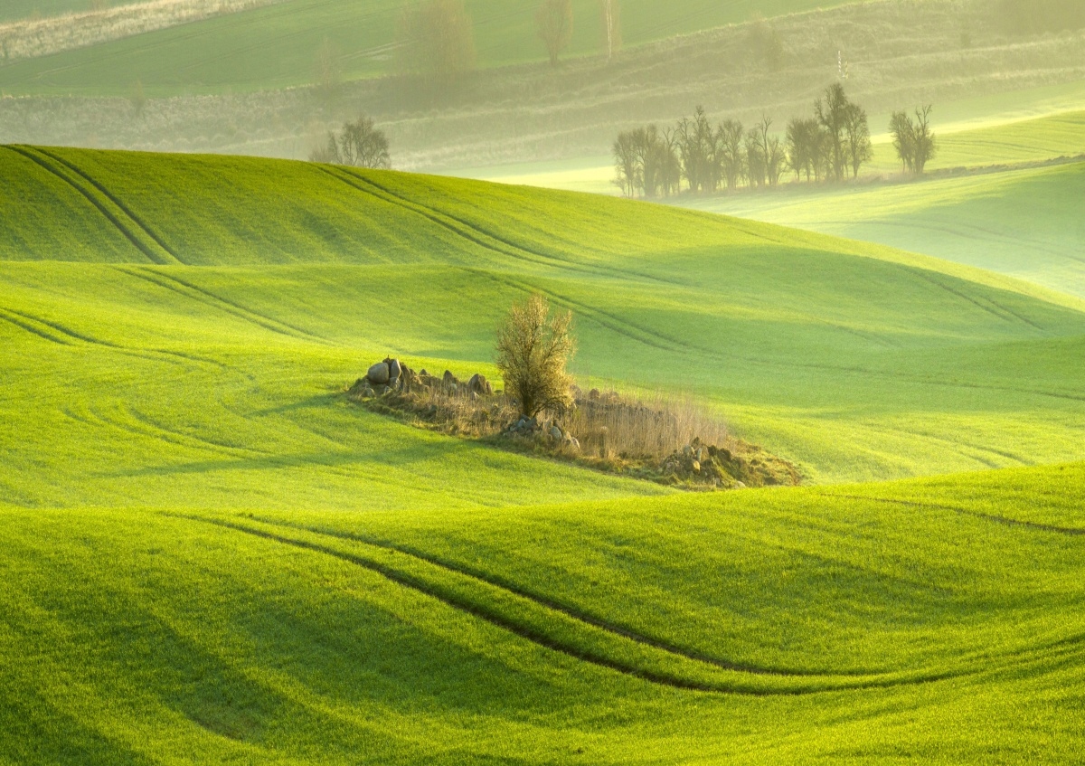 

Fototapeta Flizelinowa Pole kukurydzy 312x219