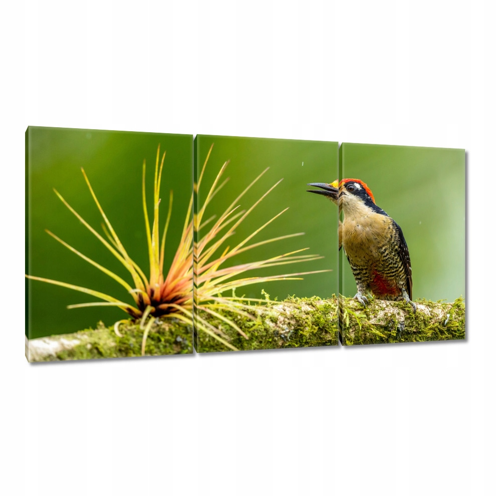 

Obrazy 120x60 Ptaki Ptaszki Ptactwo
