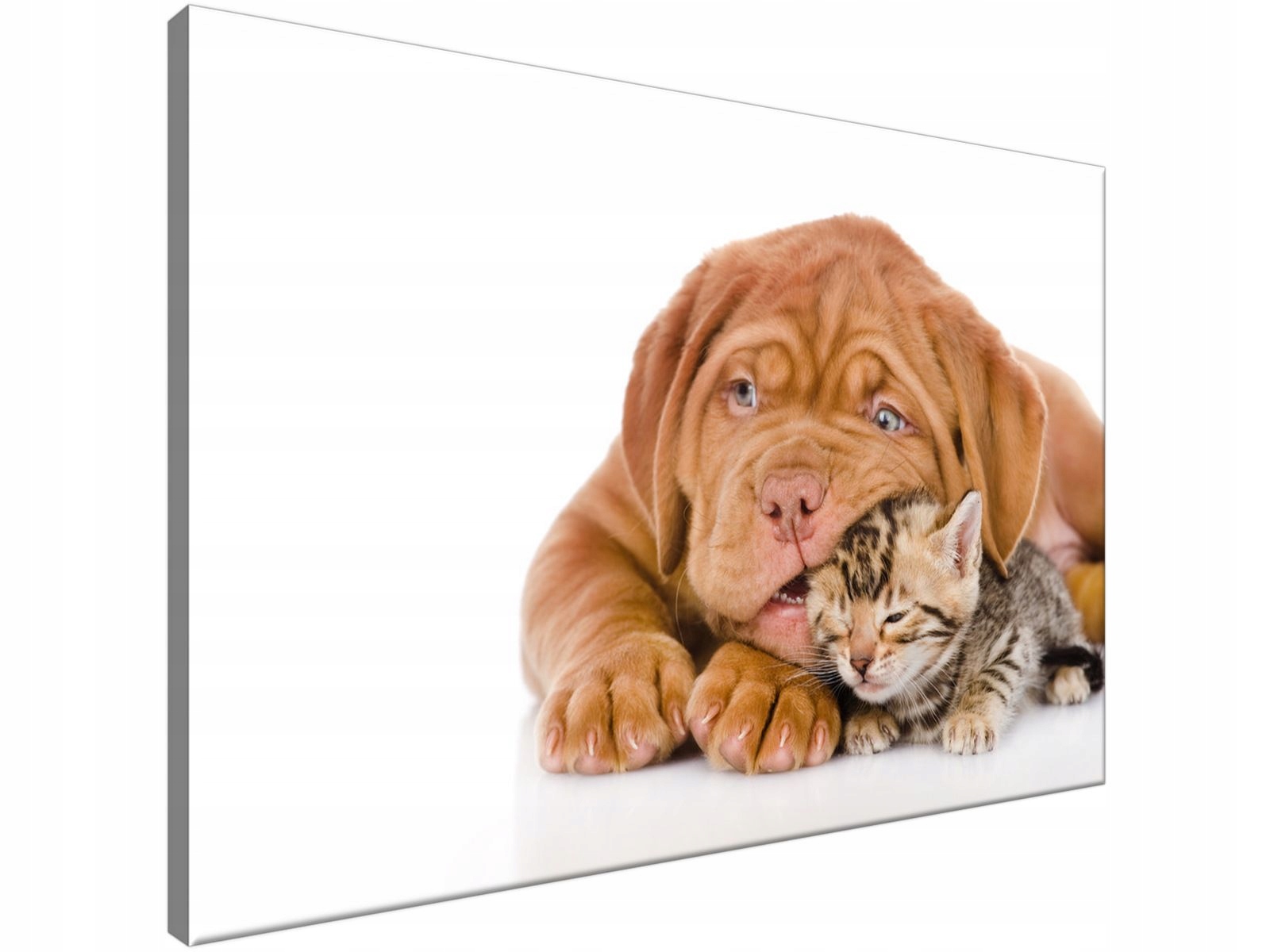 

Obraz drukowany Jak pies z kotem 90x60 producent
