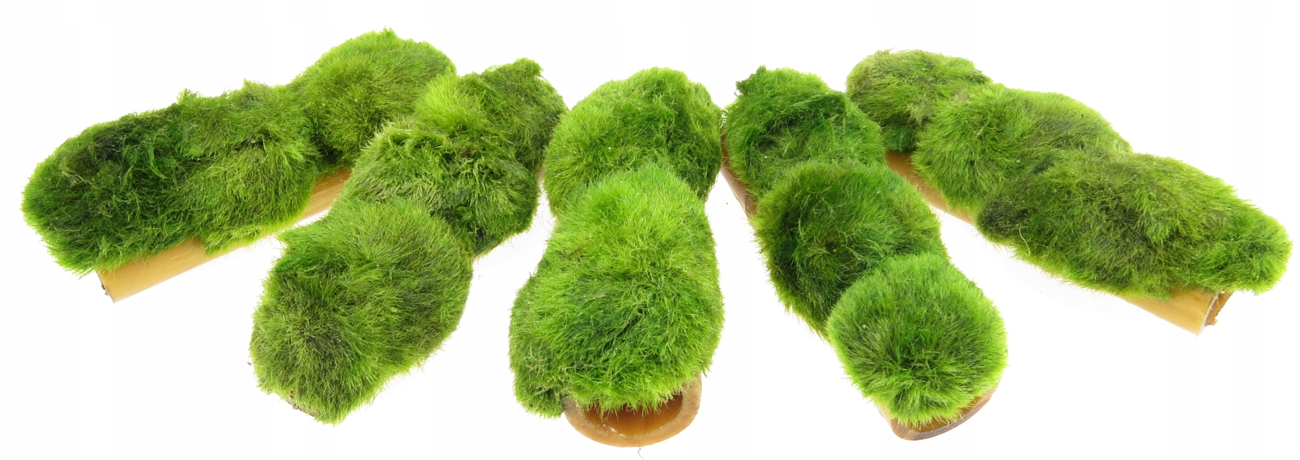 GAŁĘZATKA NA RURCE BAMBUSA OZDOBA DO AKWARIUM Wysokość minimalna 2 cm