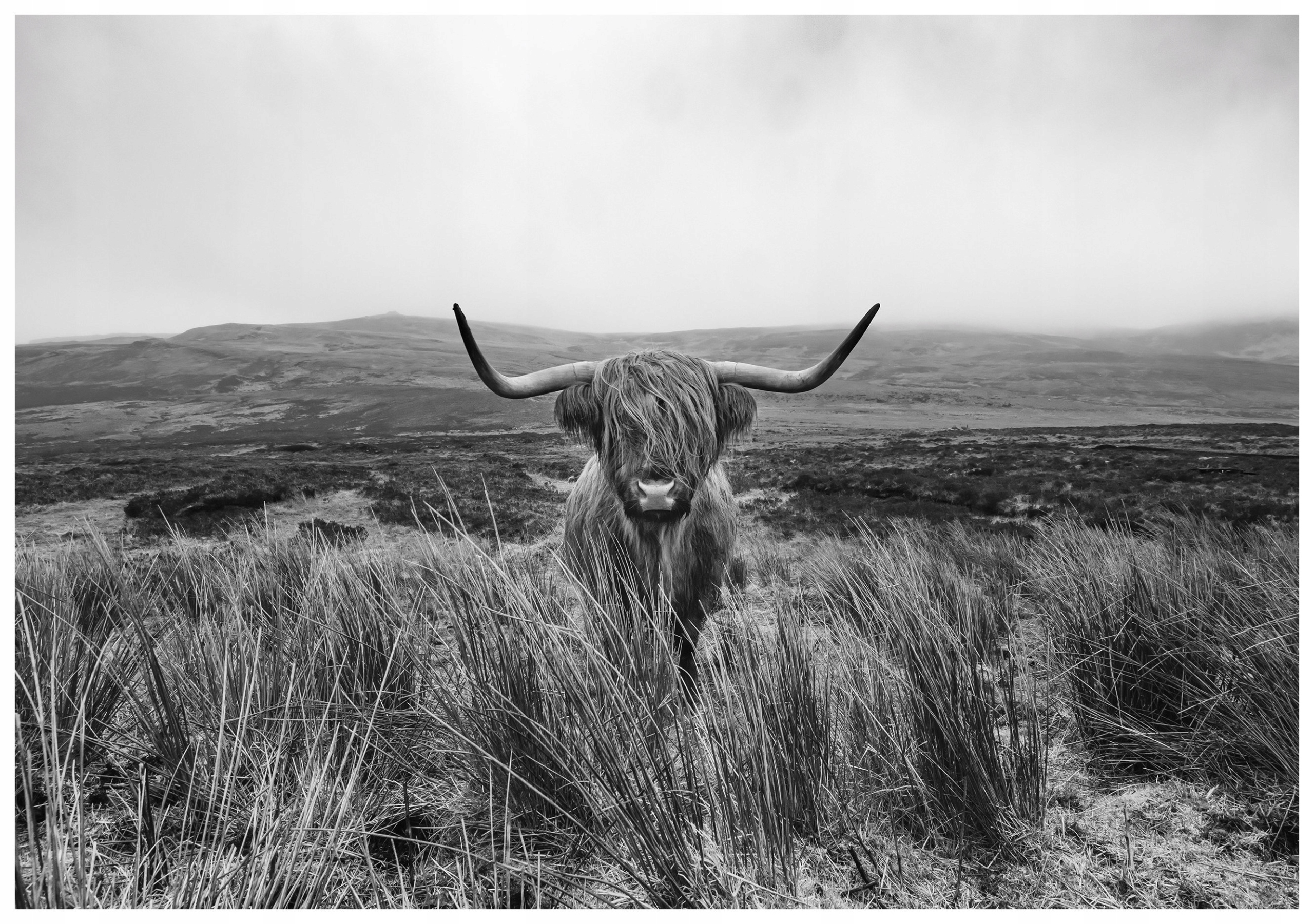Fototapeta Škótska krava Highland čierno-biela príroda 416x254 lepidlo