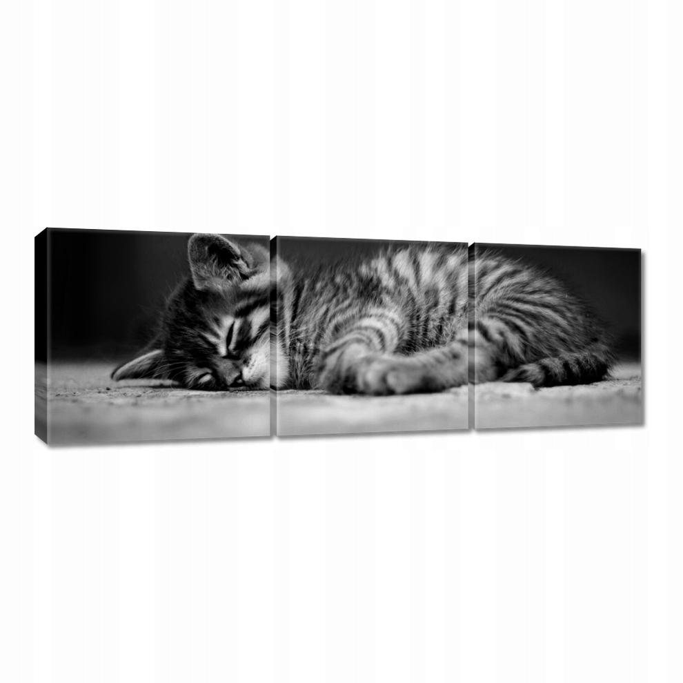 

Obrazy 60x20 Kotek Kicia Kot Kocię
