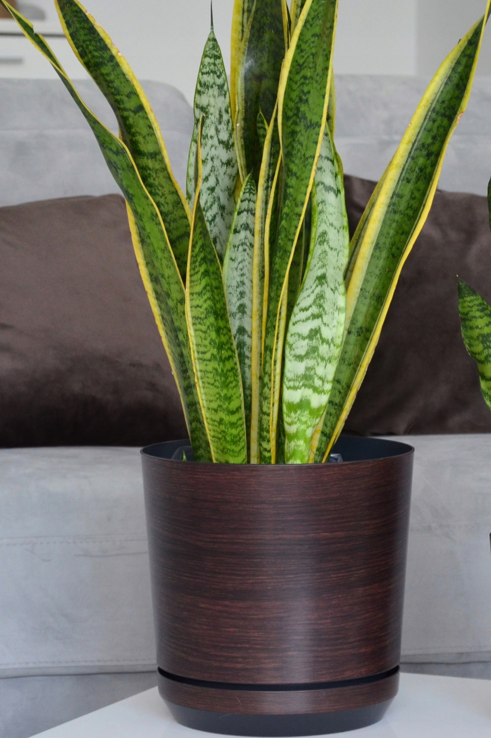 

12 Deska Doniczka efekt panel wenge ciemne drewno