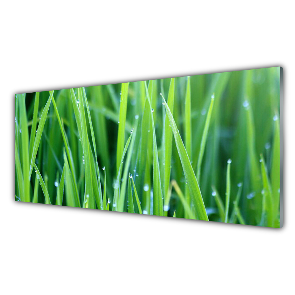 

Fotoobraz akryl 125x50 Trawa Krople Roślina Natura