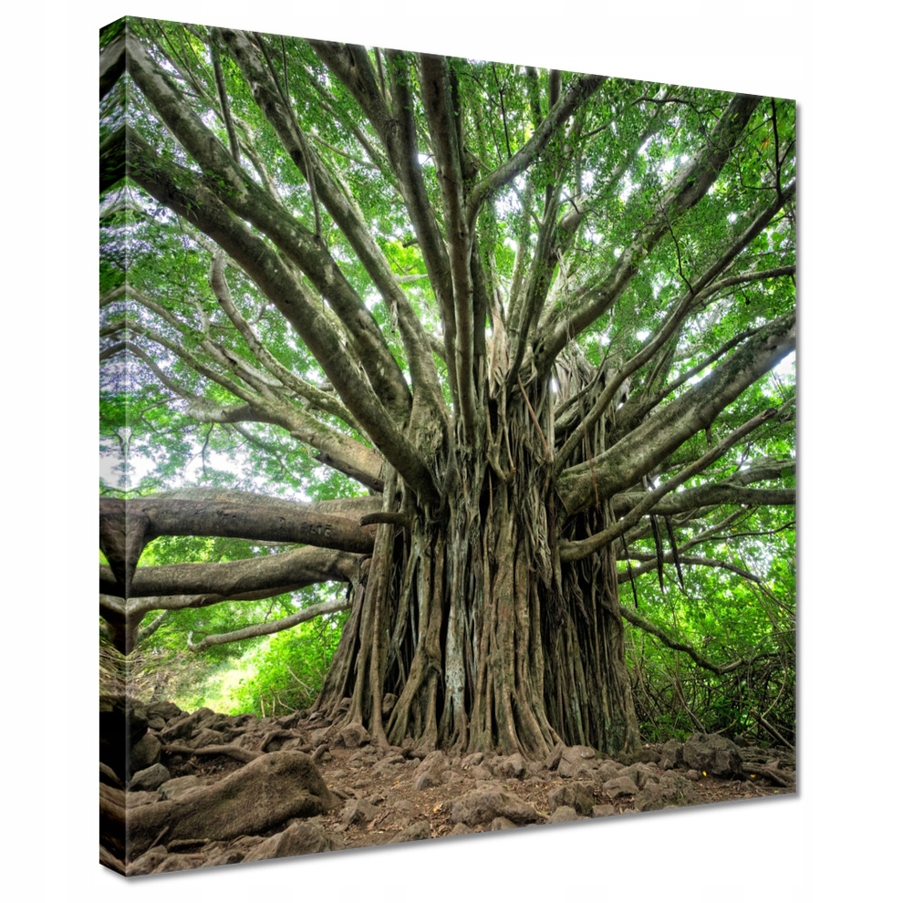 

Obrazy 50x50 Drzewo Drzewa Widok
