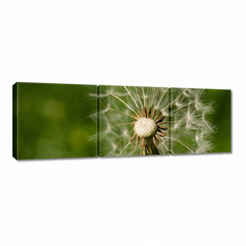 

Obrazy 60x20 Dmuchawiec Kwiat Kwiatki