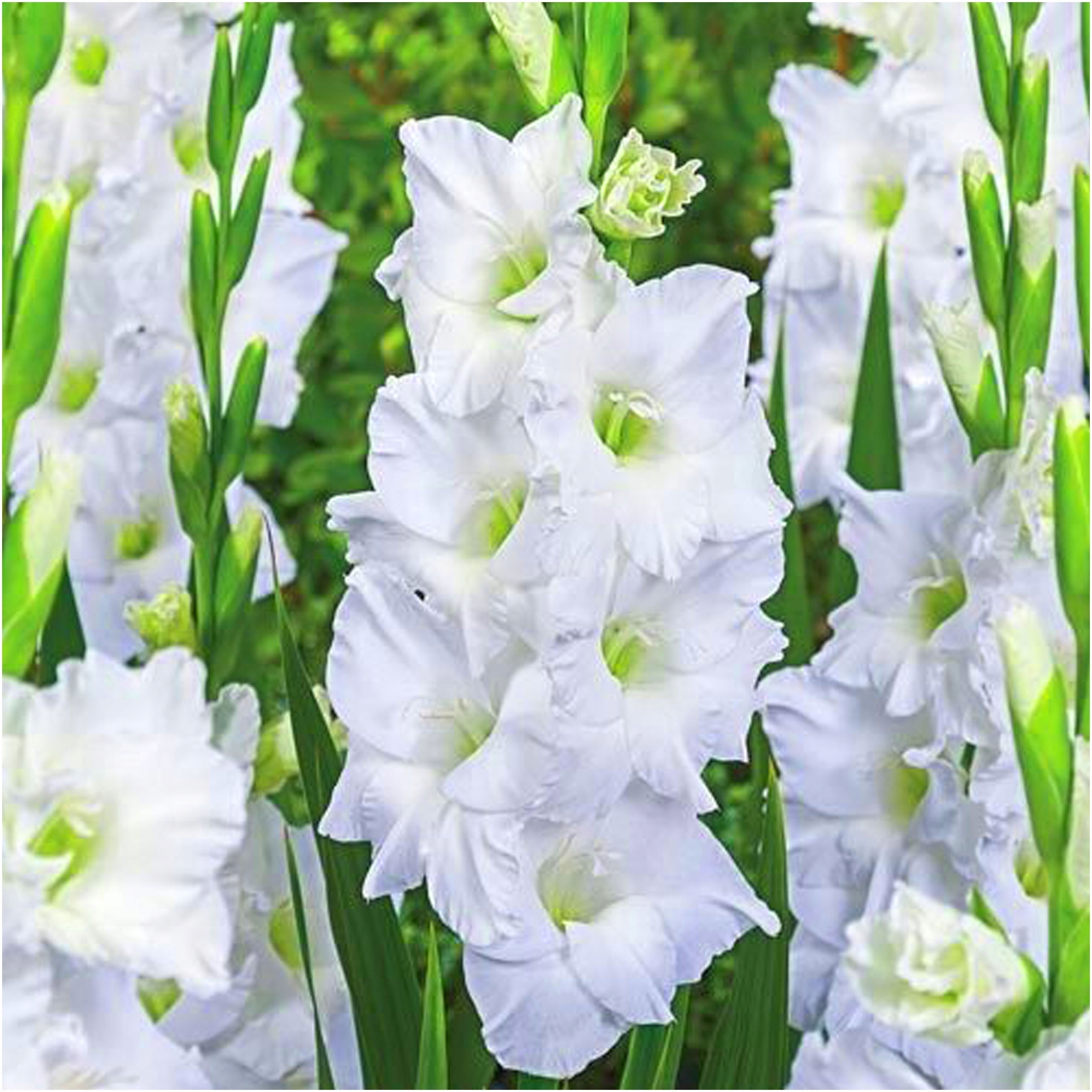 GLADIOLUS MIECZYK BIAŁY SNOWBOARD cebulki 10 szt. + GRATIS