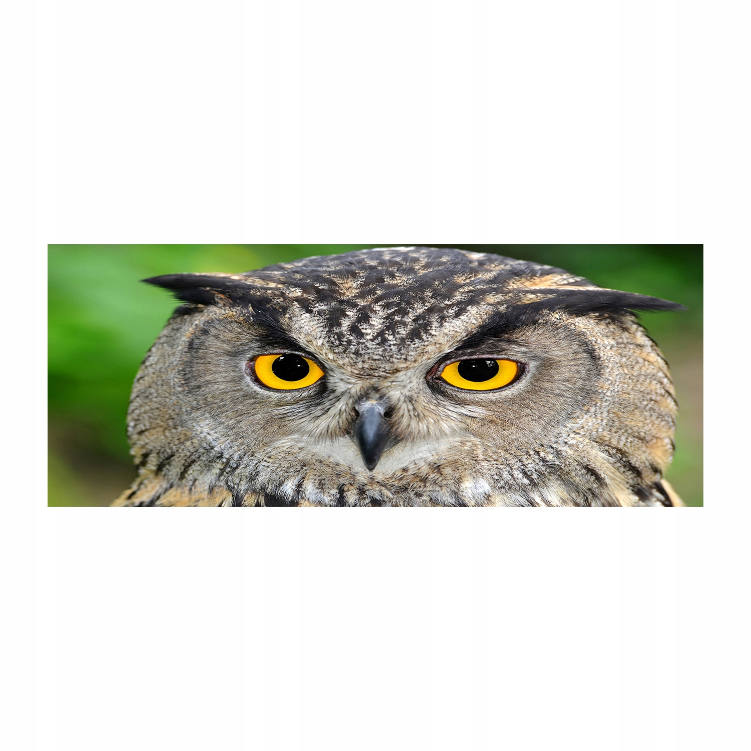 

Foto-obraz akrylowy na ścianę dużySowa 125x50 cm