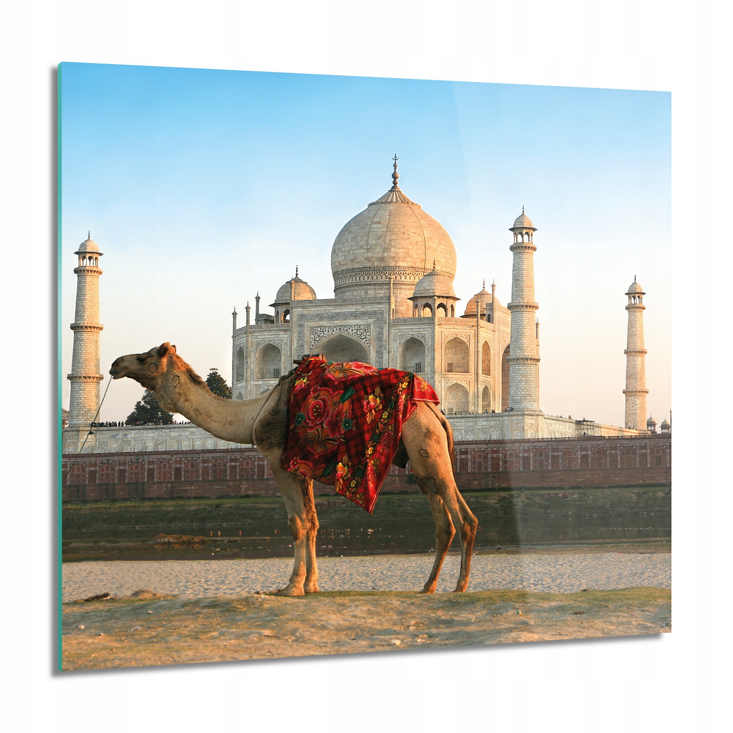 Velbloud Taj Mahal Foto na nástěnném skle 60x60