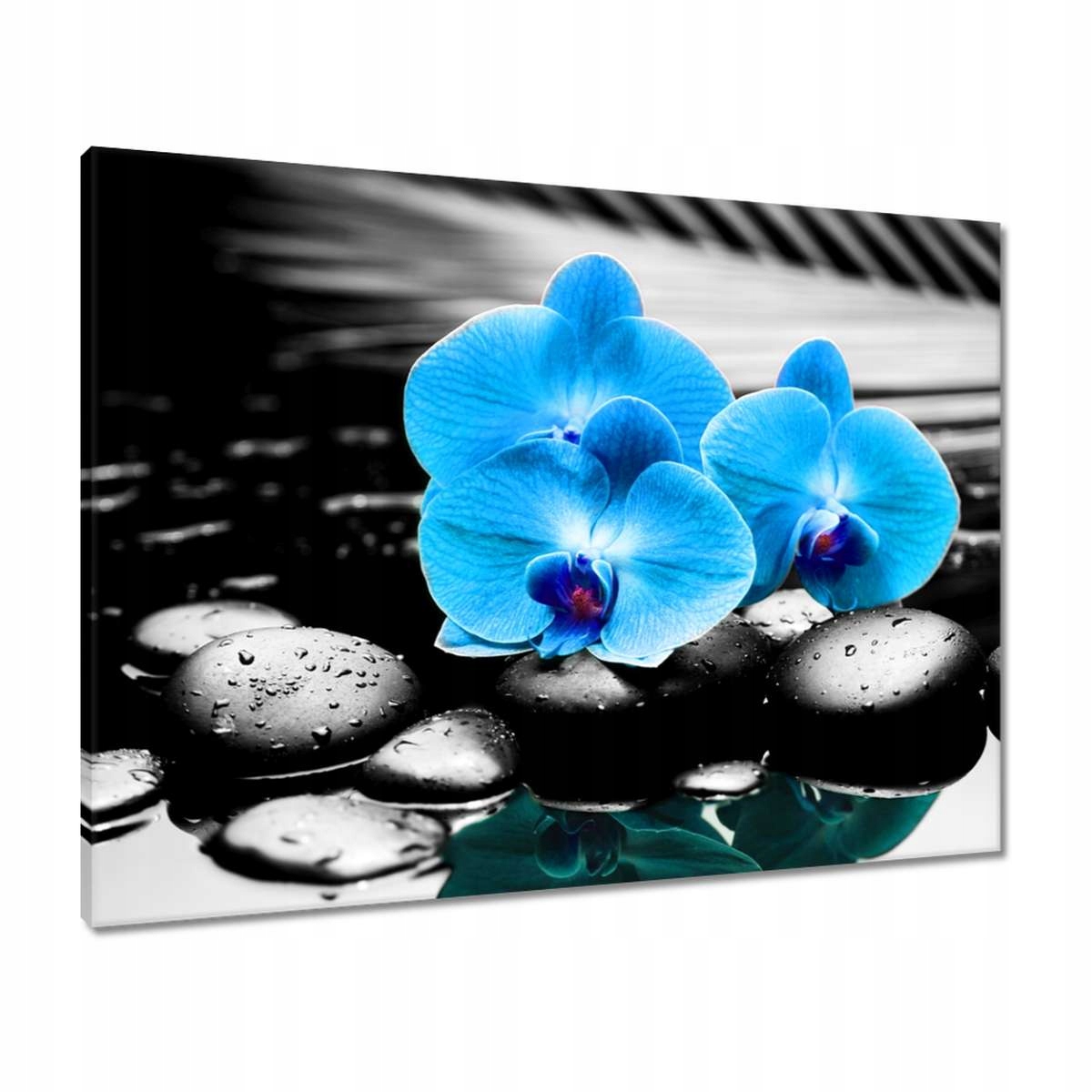 Obrazy 80x60 Tyrkysový orchidej Květina