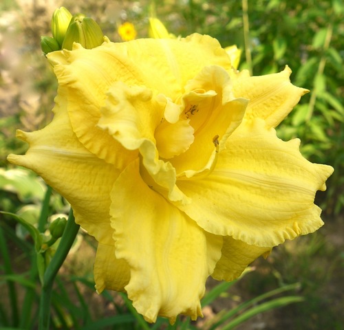 Liliowiec Hemerocallis &amp;quot;Dynamic Duo&amp;quot; - sadzonka w don.14x14 • Cena ...