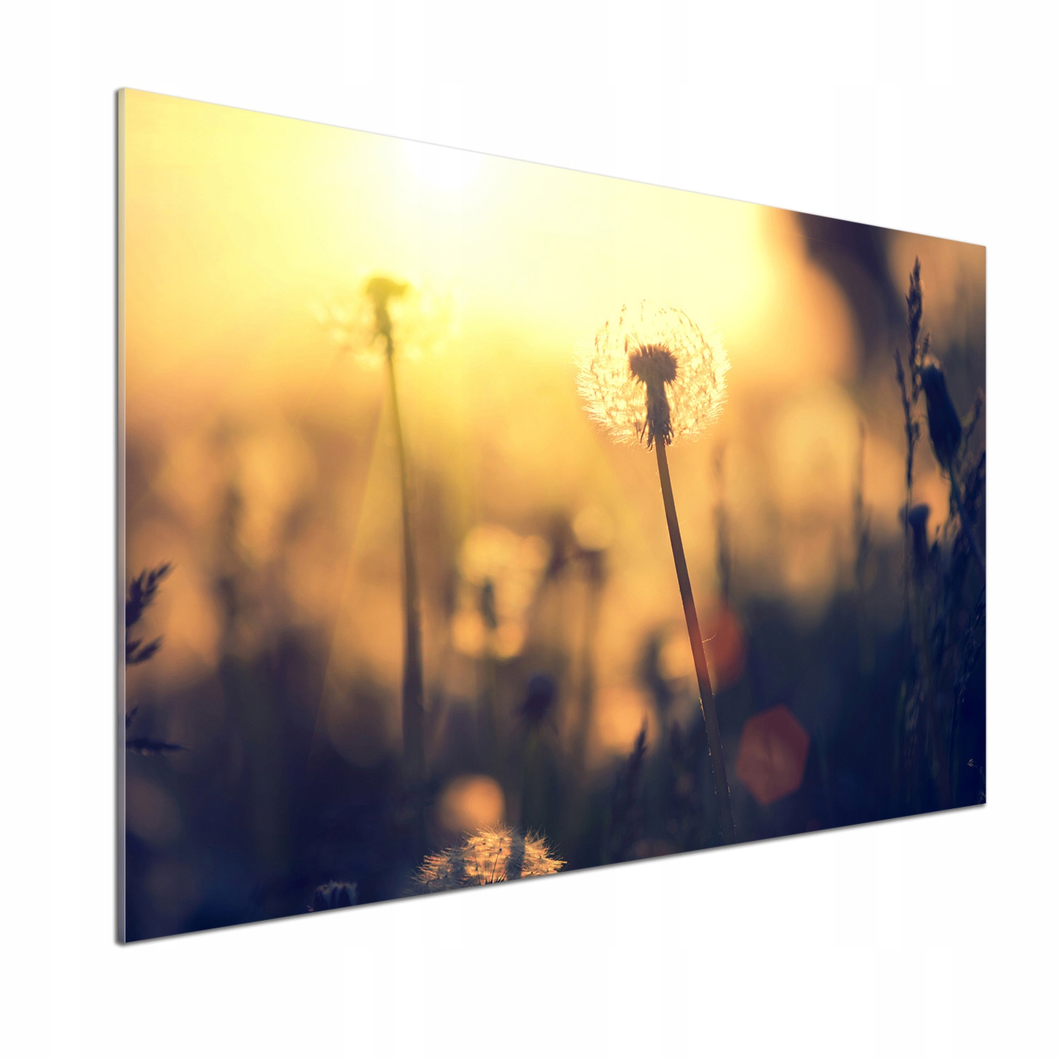 Dekoračný panel zo skla Púpava 100 x 70 cm Lepidlo