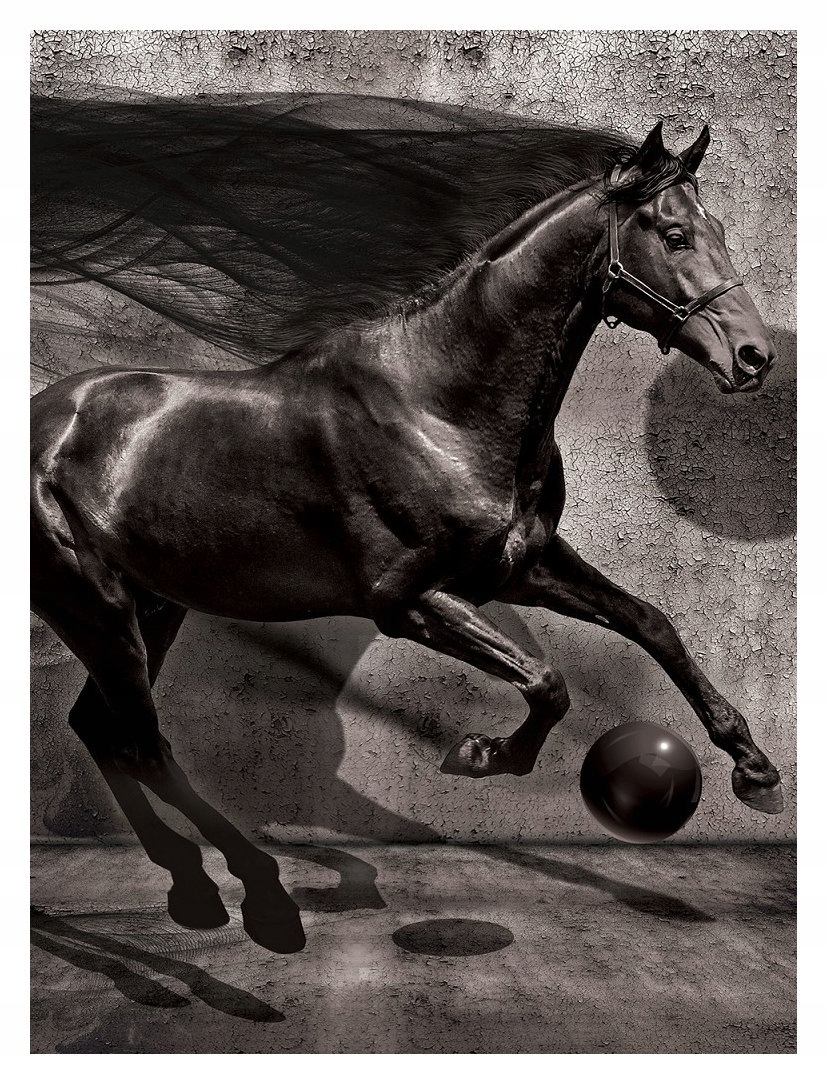 Fototapeta Černý kůň Dynamika a Grace stínů vinylová 184x254 lepidlo
